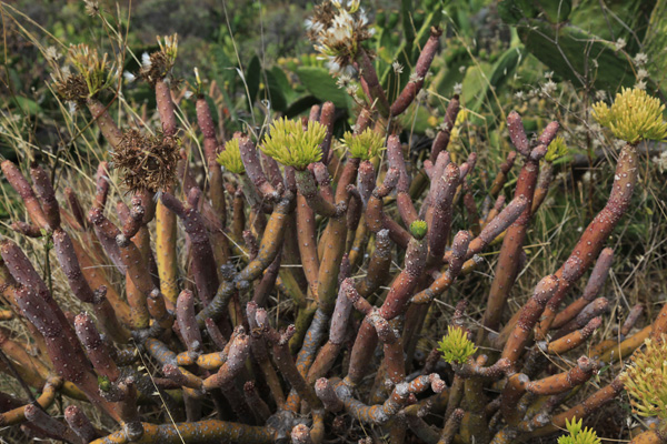 Parador de la Gomera